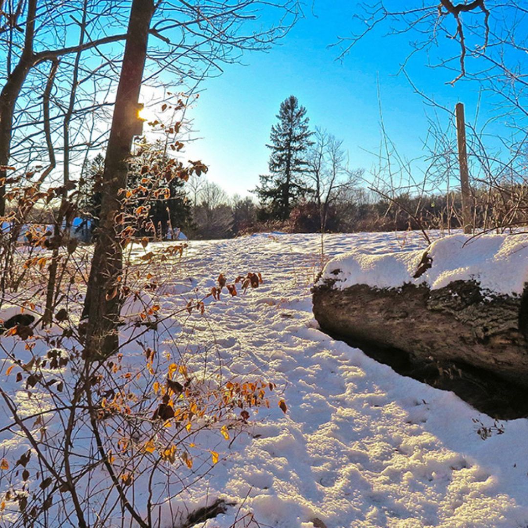 Ipswich Wildlife Sanctuary